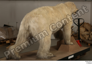 Polar bear whole body 0009.jpg